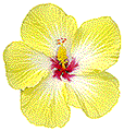 Yellow Hybiscus - Kauai Vacation Rental Photography