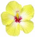 Yellow Hybiscus - Kauai Vacation Rental Photography